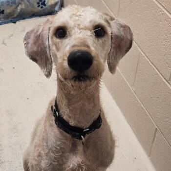 Winston -  Poodle and Mixed Breed Dog for Adoption in Columbia, Missouri - Winston | PetCurious