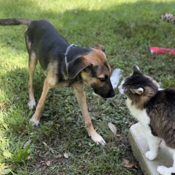 CARTER -  German Shepherd Dog Dog for Adoption in Locust Fork, Alabama - CARTER | PetCurious