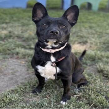 Khloe -  Pit Bull Terrier and Mixed Breed Dog for Adoption in San Diego, California - Khloe | PetCurious