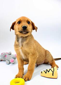 Rottweiler and Catahoula Leopard Dog Dogs Available for Adoption in Morton Grove, Illinois - Mars | PetCurious