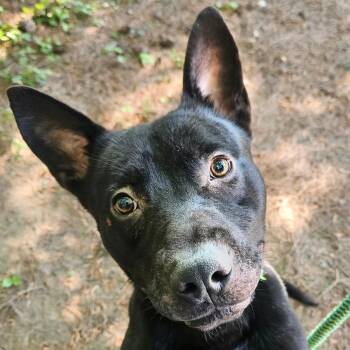 Dutch Shepherd and Australian Kelpie Dogs Available for Adoption in Powder Springs, Georgia - Ziggy | PetCurious