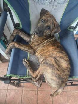 Bailey -  Mixed Breed Dog for Adoption in Sharpsburg, Georgia - Bailey | PetCurious