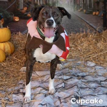 Rescue Mixed Breed Dogs for Adoption in Philadelphia, Pennsylvania - Cupcake | PetCurious