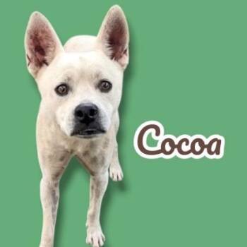 Cocoa -  Chihuahua and Mixed Breed Dog for Adoption in Scottsdale, Arizona - Cocoa | PetCurious