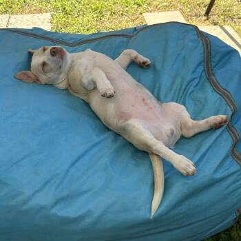 Rescue Terrier and Cardigan Welsh Corgi Dogs for Adoption in Houston, Texas - Bubba Smalls | PetCurious