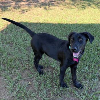 Glamour Shots -  Mixed Breed Dog for Adoption in Buffalo, Minnesota - Glamour Shots | PetCurious