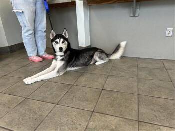 Husky Dogs Available for Adoption in San Antonio, Texas - EUGENE | PetCurious