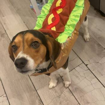 Beagle Dogs Available for Adoption in Carmel Hamlet, New York - Buster | PetCurious
