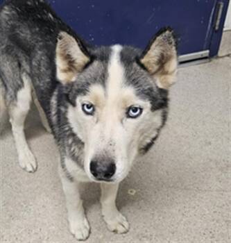 Rescue Siberian Husky Dogs for Adoption in Thousand Oaks, California - Dennis -- URGENT! | PetCurious