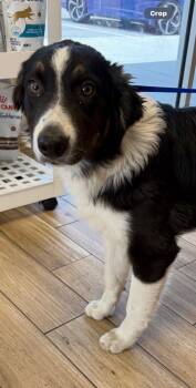 Australian Shepherd Dogs Available for Adoption in Valrico, Florida - Summit | PetCurious