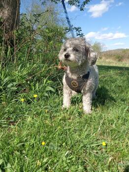 Maltipoo and Miniature Poodle Dogs Available for Adoption in Stuarts Draft, Virginia - Shadow | PetCurious
