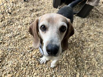 Beagle Dogs Available for Adoption in Charles City, Virginia - Hank | PetCurious
