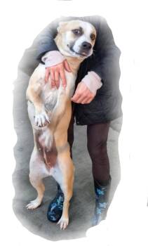 Rescue Anatolian Shepherd and Yellow Labrador Retriever Dogs for Adoption in Manhattan Beach, California - Sweet Annie!! | PetCurious