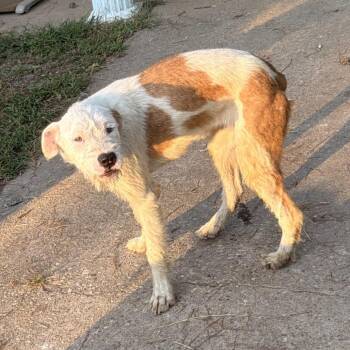 Penelope -  Mixed Breed Dog for Adoption in Columbus, Georgia - Penelope | PetCurious