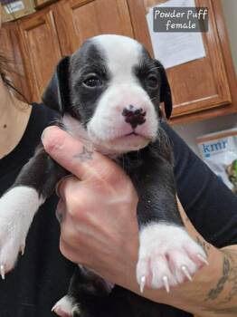 Pit Bull Terrier and Mixed Breed Dogs Available for Adoption - Powder Puff (Tiny 10 2026)   FEMALE | PetCurious