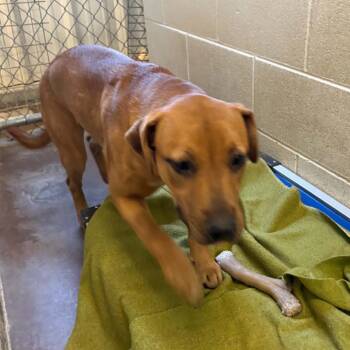 Lydia -  Pit Bull Terrier and Mixed Breed Dog for Adoption in Stephenville, Texas - Lydia | PetCurious
