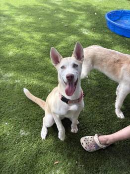 Ohana -  Husky Dog for Adoption in Lakeland, Florida - Ohana | PetCurious