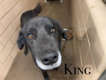 Rescue Shepherd Dogs for Adoption in Craig, Colorado - King | PetCurious