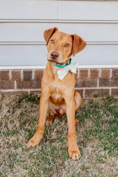 Vizsla Dogs Available for Adoption in Tonawanda, New York - Mozart | PetCurious