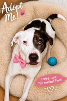 Stella Mae -  Pit Bull Terrier Dog for Adoption - Stella Mae | PetCurious