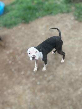 Ike -  Pit Bull Terrier Dog for Adoption in Brownstown, Indiana - Ike | PetCurious