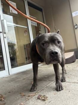 Rescue Mixed Breed Dogs for Adoption in Cincinnati, Ohio - Sper | PetCurious