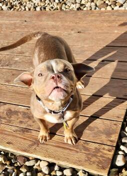 Cheese -  American Bully Dog for Adoption in Cleveland, Ohio - Cheese | PetCurious
