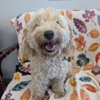 Teddy -  Cavalier King Charles Spaniel and Miniature Poodle Dog for Adoption in Watertown, New York - Teddy | PetCurious