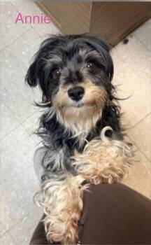 Annie -  Yorkshire Terrier Dog for Adoption in Omaha, Nebraska - Annie | PetCurious