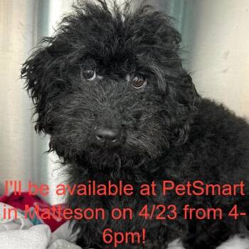 Poodle Dogs Available for Adoption in Matteson, Illinois - Theodore | PetCurious