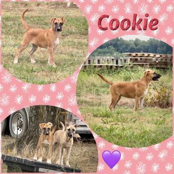 Cookie -  Shepherd Dog for Adoption in Manchester, Connecticut - Cookie | PetCurious