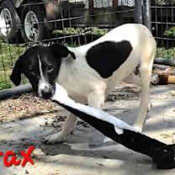 Drax -  Labrador Retriever and Great Dane Dog for Adoption in Watertown, Connecticut - Drax | PetCurious