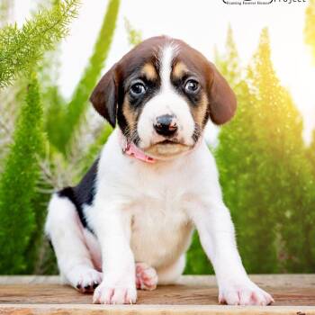 Treeing Walker Coonhound and Labrador Retriever Dogs Available for Adoption - Tundra | PetCurious