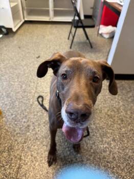 Mixed Breed Dogs Available for Adoption in Columbia, Tennessee - Sugar | PetCurious