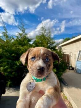 Crab Cake -  Australian Shepherd and Mixed Breed Dog for Adoption in Fort Collins, Colorado - Crab Cake | PetCurious