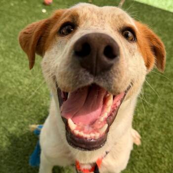 Cattle Dog Dogs Available for Adoption in Durango, Colorado - Momo | PetCurious