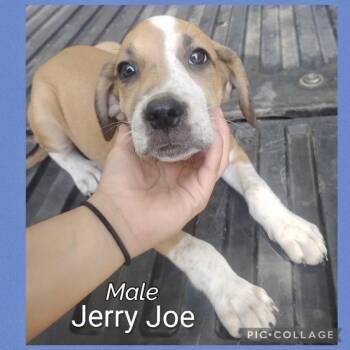 Jerry Joe -  Hound Dog for Adoption in Manchester, Connecticut - Jerry Joe | PetCurious