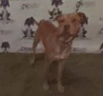 SCRAPPY -  Pit Bull Terrier Dog for Adoption in St. Cloud, Florida - SCRAPPY | PetCurious