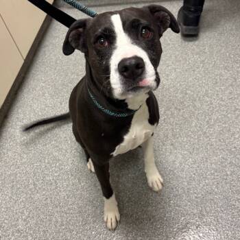 Rescue Mixed Breed Dogs for Adoption in Batavia, Ohio - Tootsie Roll | PetCurious