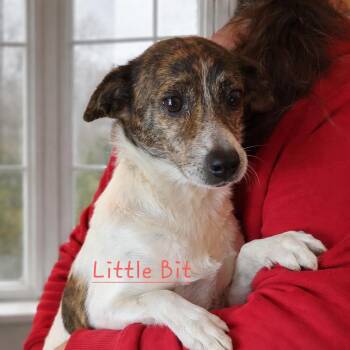 Jack Russell Terrier and Chihuahua Dogs Available for Adoption - Little Bit | PetCurious
