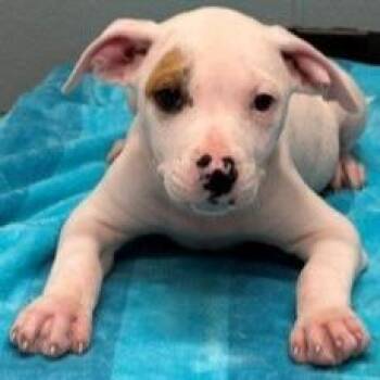 Pit Bull Terrier and Mixed Breed Dogs Available for Adoption in Kansas City, Missouri - Reynolds | PetCurious