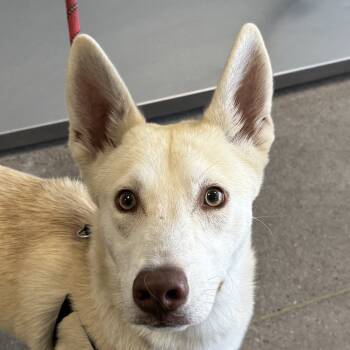 Rescue Mixed Breed Dogs for Adoption in Las Cruces, New Mexico - Canelo | PetCurious