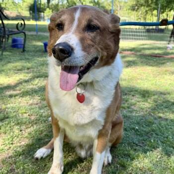 Mixed Breed Dogs Available for Adoption in Tunica, Mississippi - Rex | PetCurious