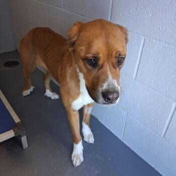 American Bulldog Dogs Available for Adoption - Lilith | PetCurious