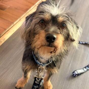 Lila -  Dachshund Dog for Adoption in St. Catharines, Ontario - Lila | PetCurious