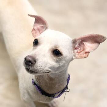 Twila -  Chihuahua Dog for Adoption in Boerne, Texas - Twila | PetCurious