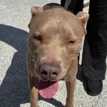 Raul -  Terrier Dog for Adoption in Bronson, Florida - Raul | PetCurious