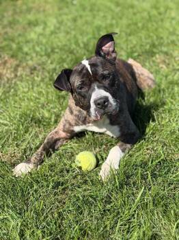 Bogart -  Pit Bull Terrier Dog for Adoption in Sturgis, Michigan - Bogart | PetCurious