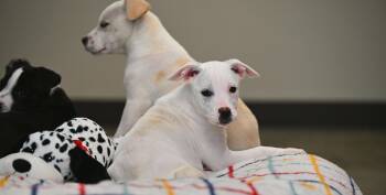 Australian Cattle Dog Blue Heeler and Terrier Dogs Available for Adoption - Bianca From The *B* Litter!  | PetCurious