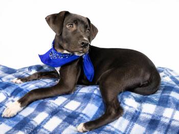 Pepper -  Black Labrador Retriever and Border Collie Dog for Adoption in Mount Laurel Township, New Jersey - Pepper | PetCurious